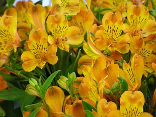 Alstroemeria - alstromérie