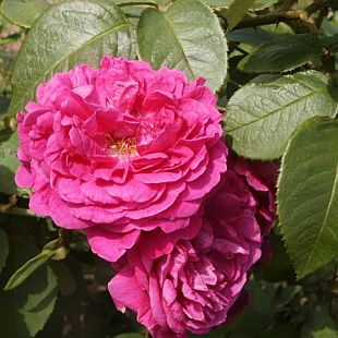 Rosa 'Othelo' - růže