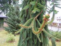 Smrk ztepilý 'Inversa' (Picea abies)