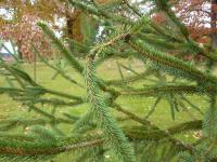 Smrk ztepilý 'Cranstonii' (Picea abies)