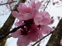 Japonská zahrada BZ Praha 11.4.2011 (broskvomandloň-květ)