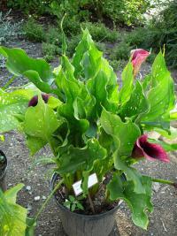 (Zantedeschia) Kala, kornoutnice