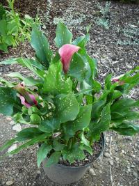 (Zantedeschia) Kala