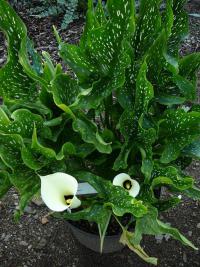 (Zantedeschia) Kala
