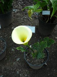 (Zantedeschia) Kala