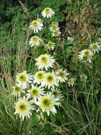 (Echinacea) Třapatkovka x Merinque