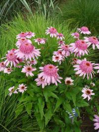 (Echinacea) Třapatkovka x Pink Double Delight
