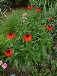 (Echinacea) Třapatkovka x Tomato Soup