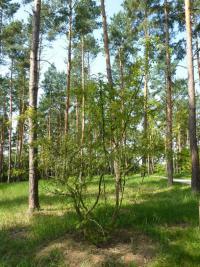 (Zanthoxylum) Žlutodřev