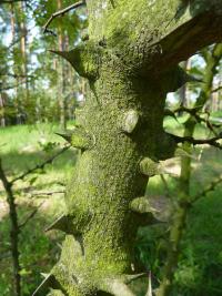 (Zanthoxylum) Žlutodřev - detail kmen