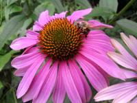 (Echinacea purpurea) Rudbekie