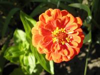 (Zinnia) Cínie