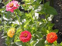 (Zinnia) Cínie