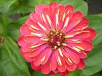 (Zinnia) Cínie