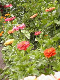 (Zinnia) Cínie