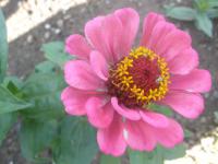 (Zinnia) Cínie