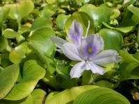 (Eichhornia crassipes) Tokozelka nadmutá
