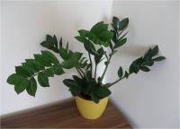 (Zamioculcas zamiifolia) Zamiokulkas
