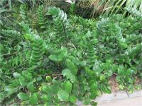 (Zamioculcas zamiifolia) Zamiokulkas