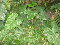 (Zantedeschia aethiopica) Kala etiopská