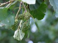 Olše lepkavá (Alnus glutinosa)
