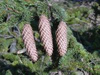 Smrk ztepilý (Picea abies)