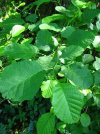 Olše lepkavá (Alnus glutinosa)