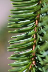 Smrk ztepilý 'Inversa' (Picea abies)