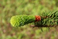 Smrk ztepilý 'Virgata' (Picea abies)