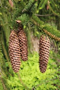 Smrk ztepilý 'Virgata' (Picea abies)
