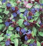 Ceratostigma plumbaginoides - rohovník Ceratostigma plumbaginoides - rohovník