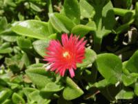 Aptenia cordifolia Aptenia cordifolia