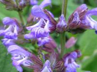 Salvia officinalis - šalvia lekárska Salvia officinalis - šalvia lekárska