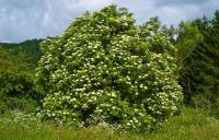 Sambucus nigra - baza čierna (MONIKAOFF)
