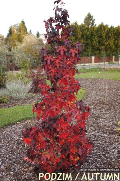 Liquidambar styraciflua 'Burgundy' - Sweetgum Liquidambar styraciflua 'Burgundy' - Sweetgum