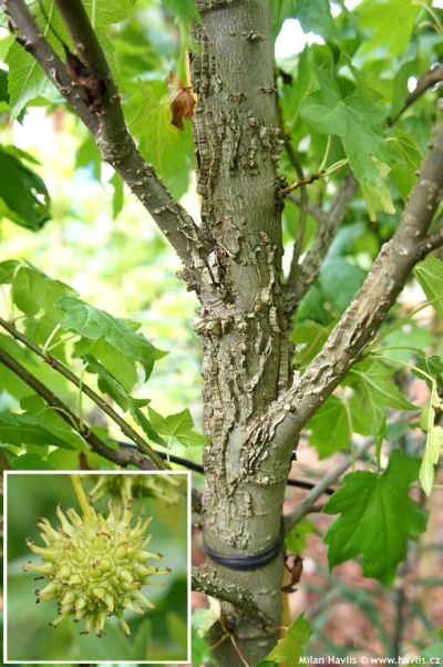 Liquidambar styraciflua 'Burgundy' - Sweetgum Liquidambar styraciflua 'Burgundy' - Sweetgum