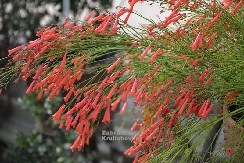 Russelia equisetiformis - rusélie přesličkolistá Russelia equisetiformis - rusélie přesličkolistá