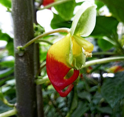 Impatiens niamniamensis - netýkavka konžská