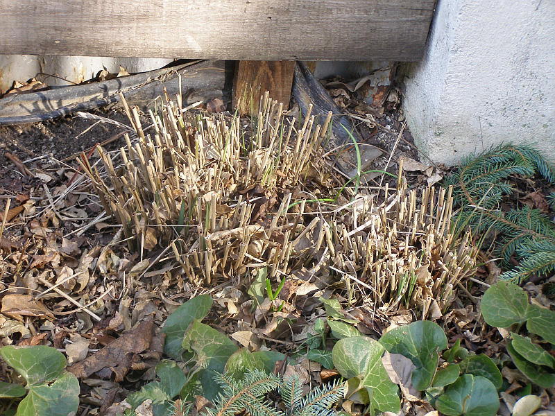 Jarní úklid na květinovém záhonu: sestřižení okrasných travin