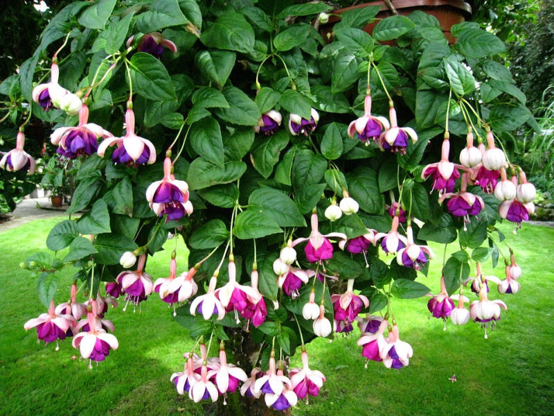 Množení fuchsií (PIXABAY) Množení fuchsií (PIXABAY)