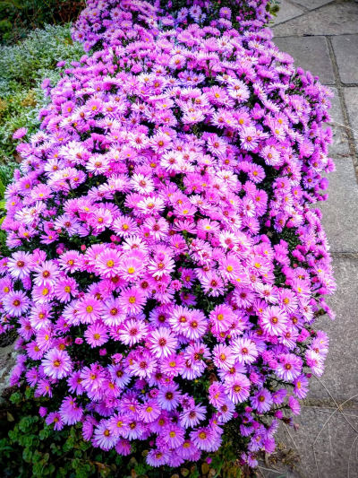 Aster - podzimní hvězdnice