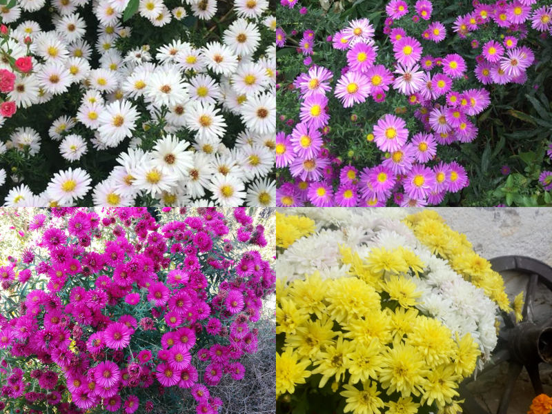 Aster - podzimní hvězdnice