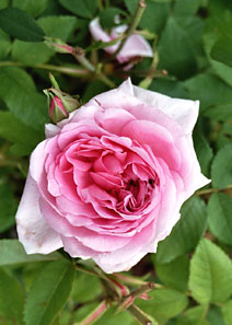 Rosa 'Mme Boll'