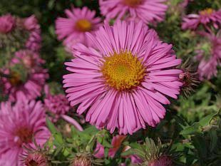Aster novae-angliae 'Abendsonne' - hvězdnice novoanglická