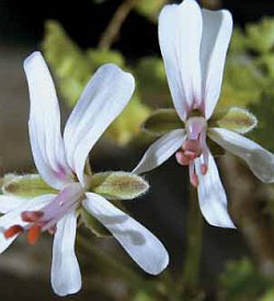 Pelargonium alternans - pelargonie
