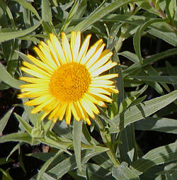 Inula ensifolia - Schwertalant