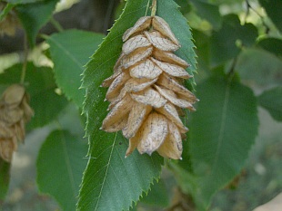Ostrya carpinifolia - habrovec habrolistý