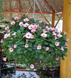 Závěsné nádoby a koše