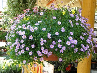 Závěsné nádoby a koše