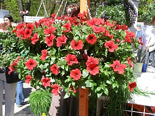 Závěsné nádoby a koše